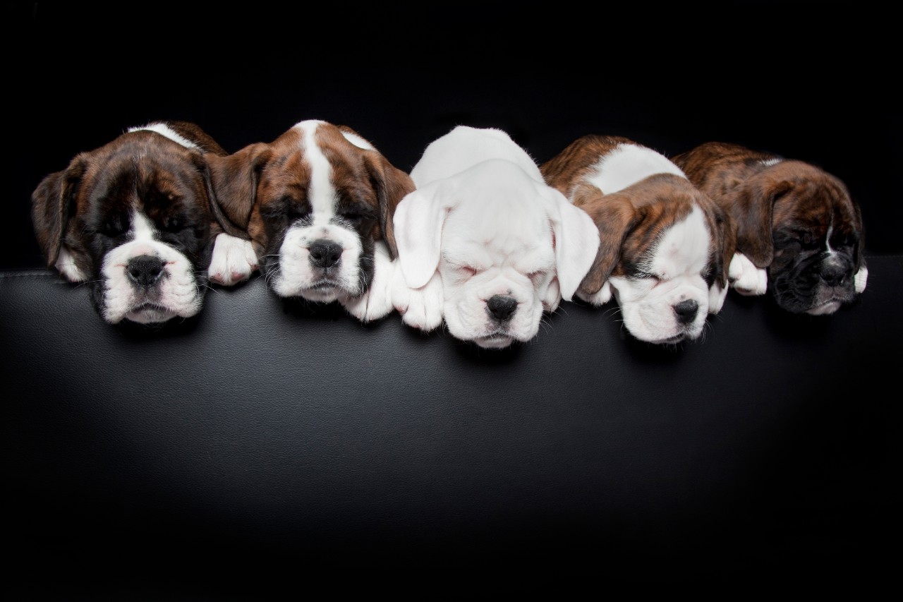 Top dog photography tips by Alex Cearns｜BenQ Singapore