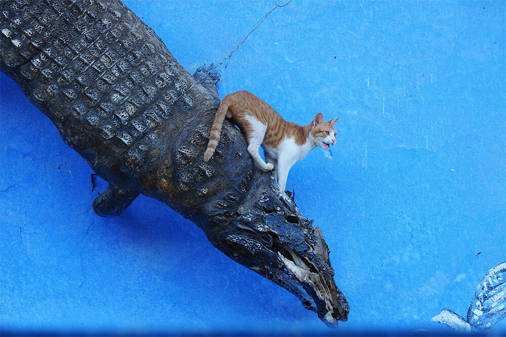 Xue Xin BenQ Photographer Expert