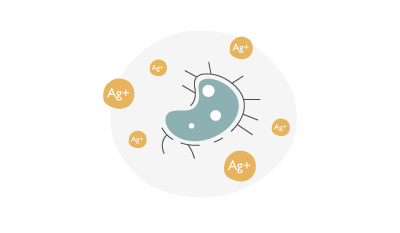 silver ion inhibits cell division and replication of the pathogen