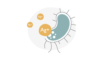 silver ion is absorbed by pathogen