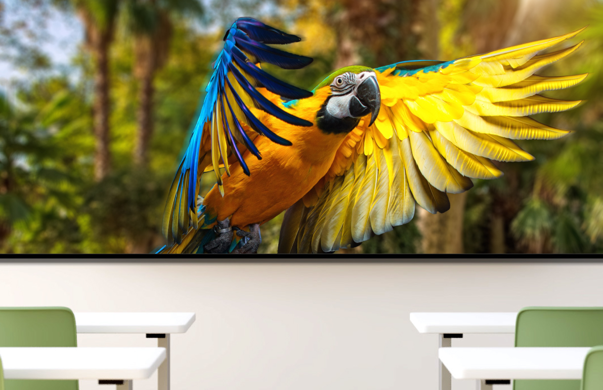 BenQ DLP Education Projectors provide a clearer, more lifelike visual experience with vivid color modes